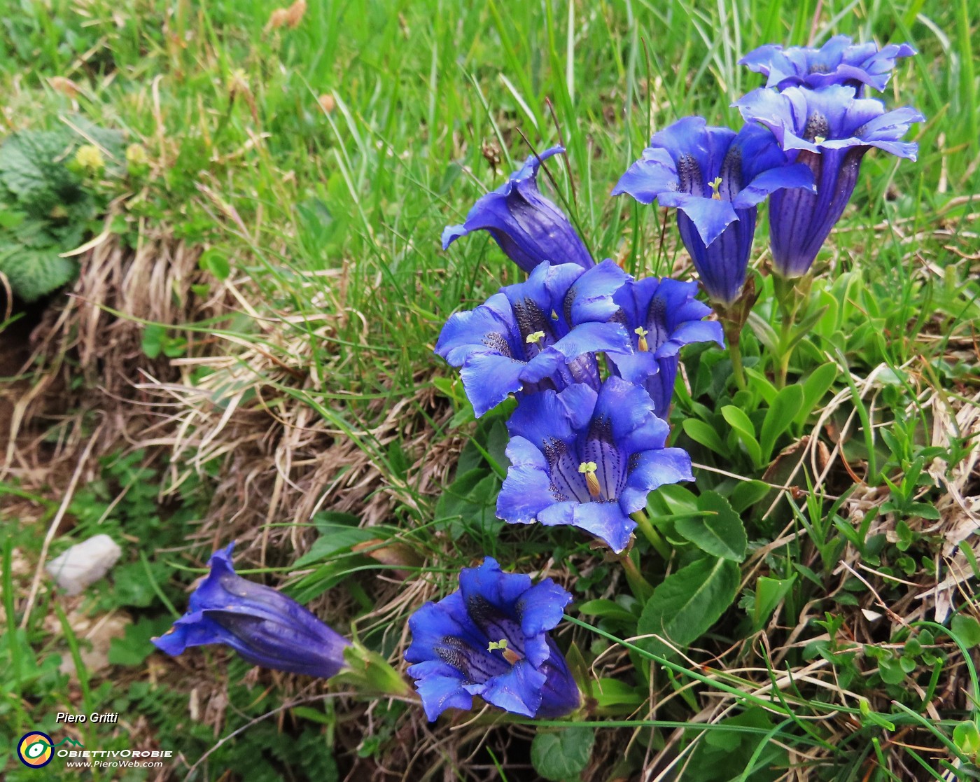 36 Gentiana clusii (Genziana di Clusius) .JPG